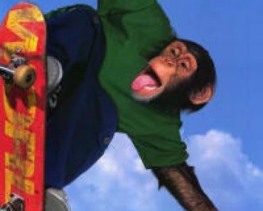 Download MVP 2 Most Valuable Primate (2001) Dual Audio {Hindi-English} Esubs WEB-DL 480p [287MB] || 720p [839MB] || 1080p [1.8GB]