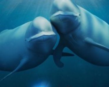 Download Our Oceans (Season 1) Dual Audio {Hindi-English} WeB-DL 720p [550MB] || 1080p [2GB]