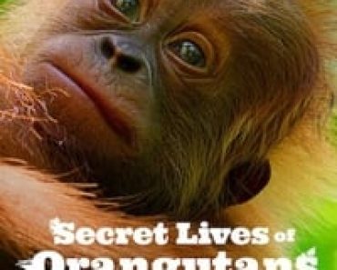 Download Secret Lives of Orangutans (2024) Dual Audio (Hindi-English) Msubs Web-Dl 480p [260MB] || 720p [715MB] || 1080p [1.7GB]