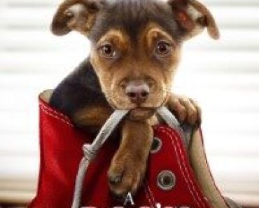 Download A Dog’s Way Home (2019) Dual Audio (Hindi-English) 480p [300MB] || 720p [800MB] || 1080p [2.3GB]